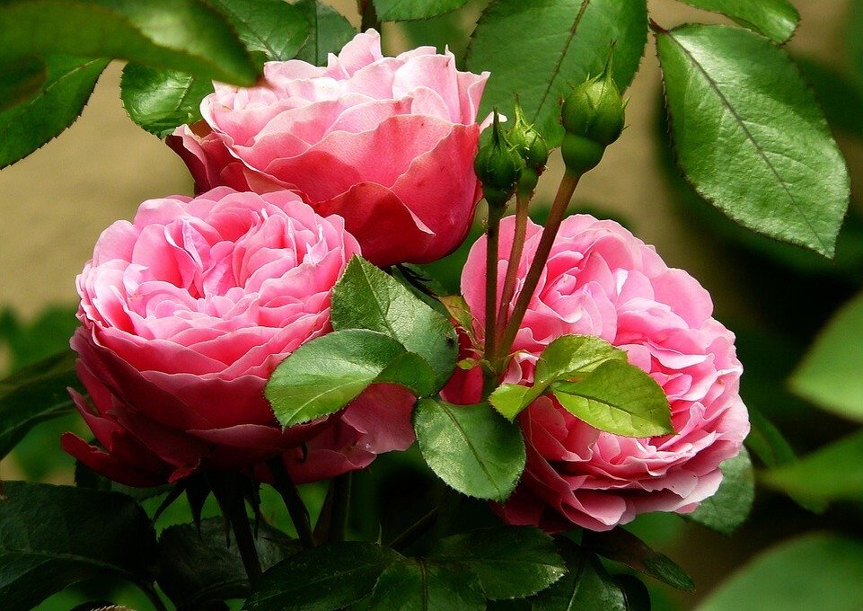 https://cdn.pixabay.com/photo/2014/03/04/17/26/roses-279583_960_720.jpg