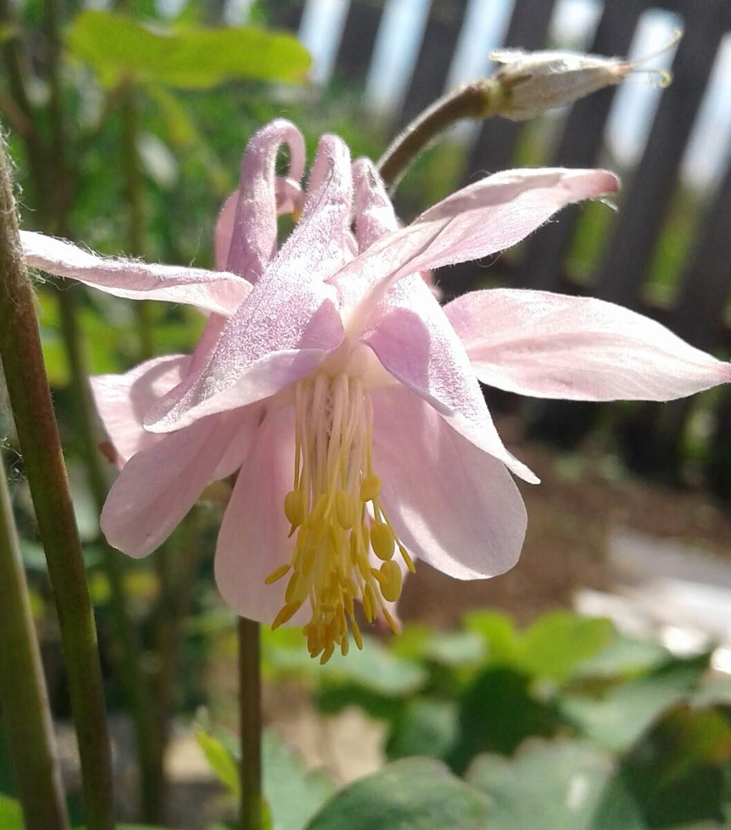 Цветение сирени аукофобии. Повторное цветение. Повторное цветение. Сирень зацветает в санкт-петербурге 2022. Повторное цветение онгоин.