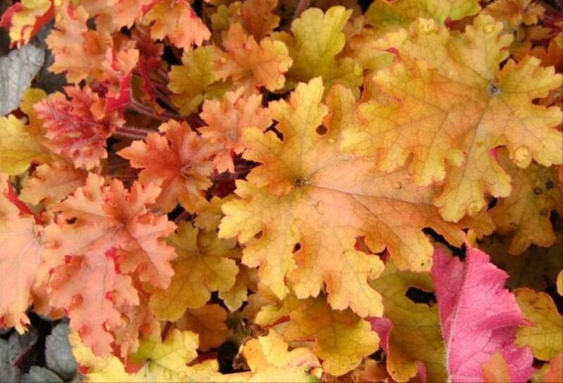 Гейхера Caramel