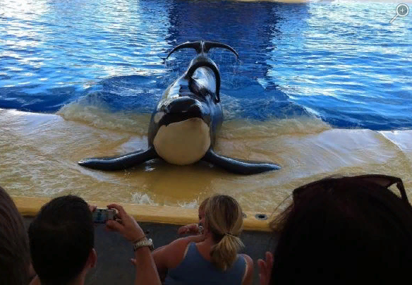 Кадры из фильма  Blackfish