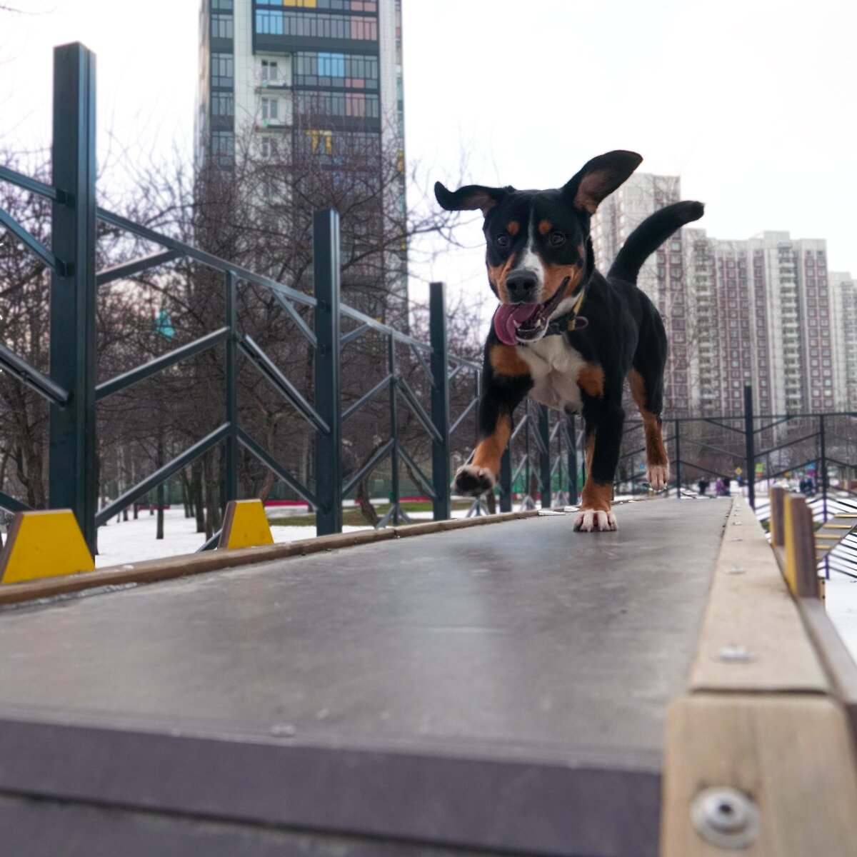 А это, собственно, сам тестировщик. Зовут Алистер. Мы еще зовем его наше псё