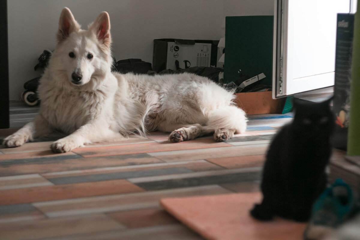 на фото можно найти кошку. но это не точно...