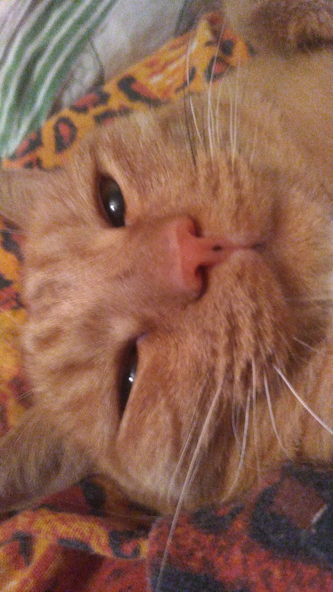 Милое лицо котика похожее на булочку