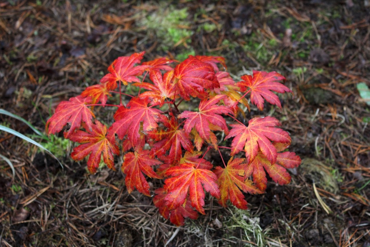 Клен ложнозибольдов: один из самых декоративных для осени | Сад под ...