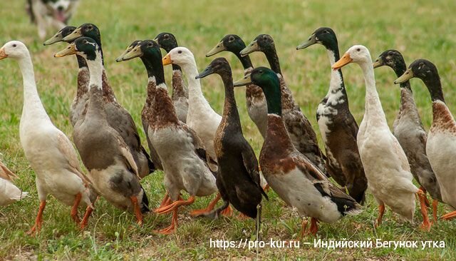 Фото 1 уток Индийский бегунок