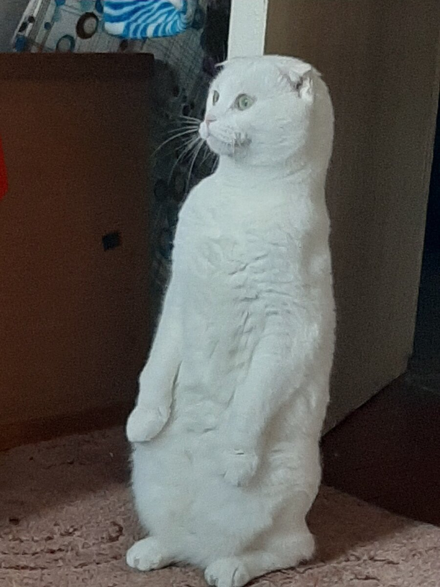 Кот что-то увидал