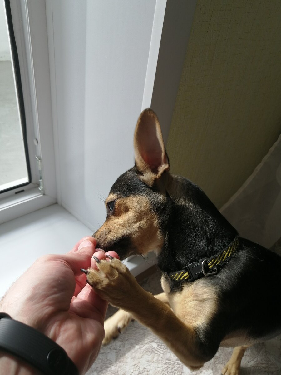 бонус тем кто дочитал- мой помощник в написании статьи:)