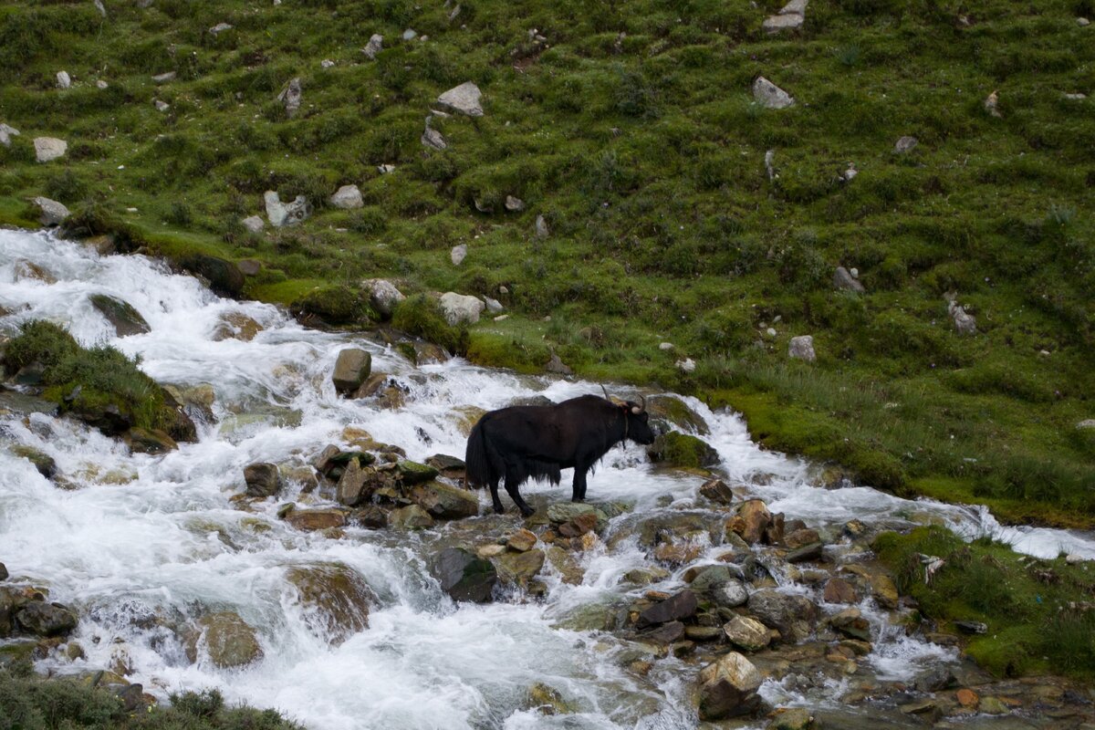 Пример такого яка