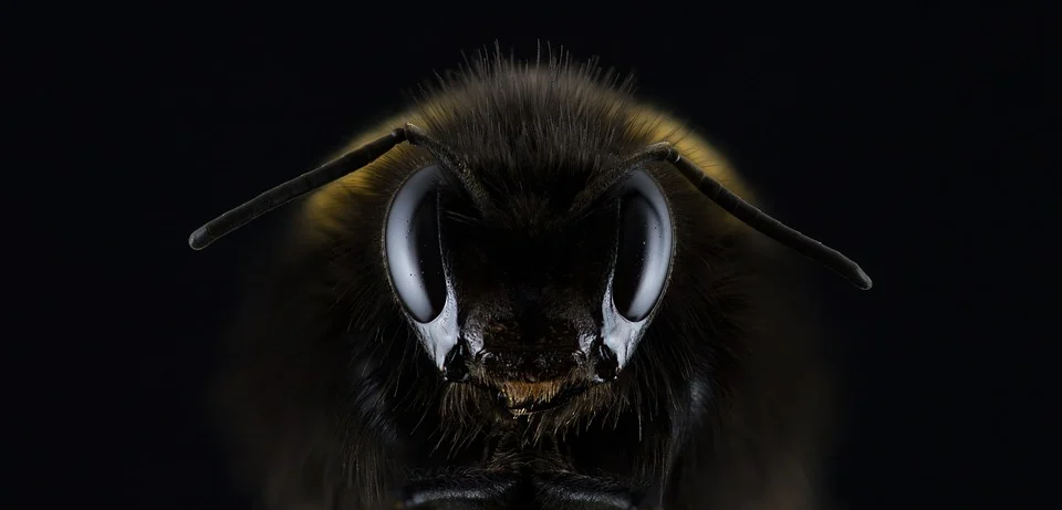 https://pixabay.com/photos/hummel-bombus-eye-insect-bee-1353423/