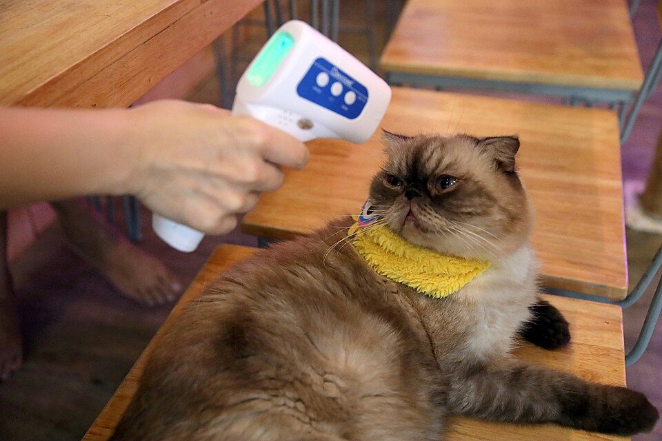  В единичных случаях кошки могут стать жертвами коронавируса.Фото: REUTERS