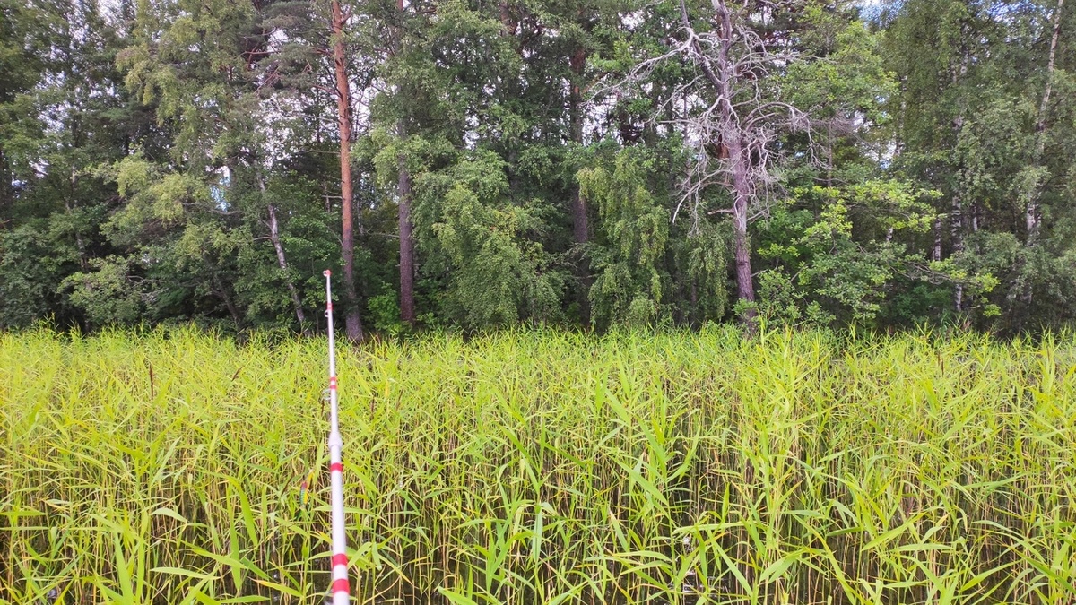 На фото пытаюсь что-то поймать среди травы. Фото мое.