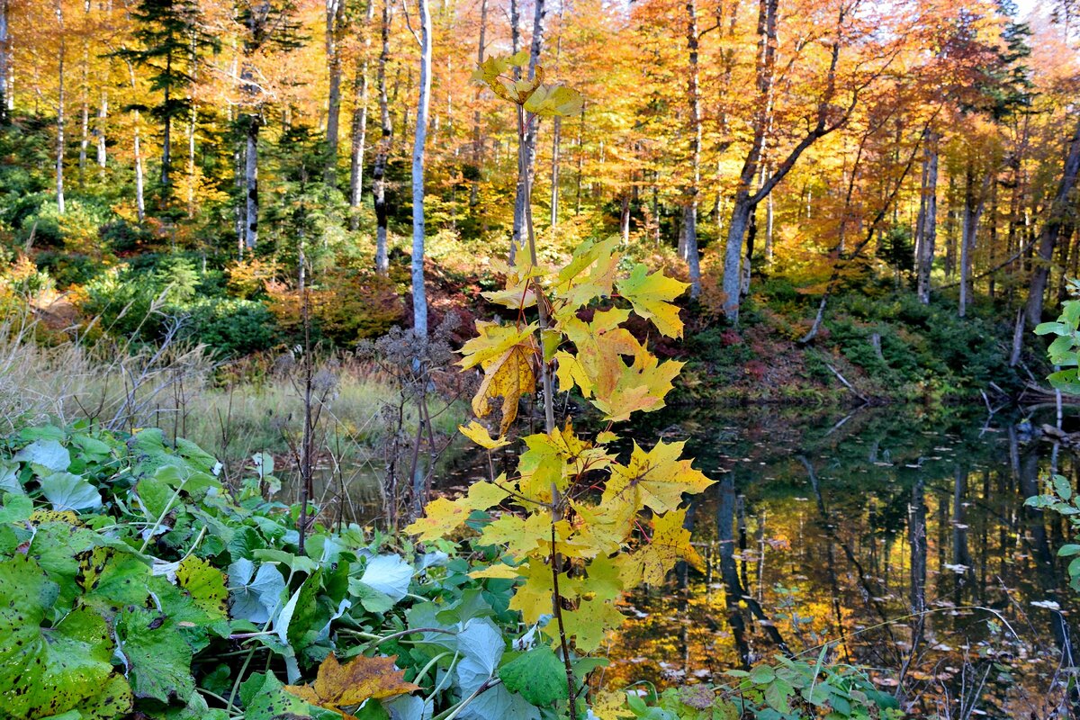 Золотая осень