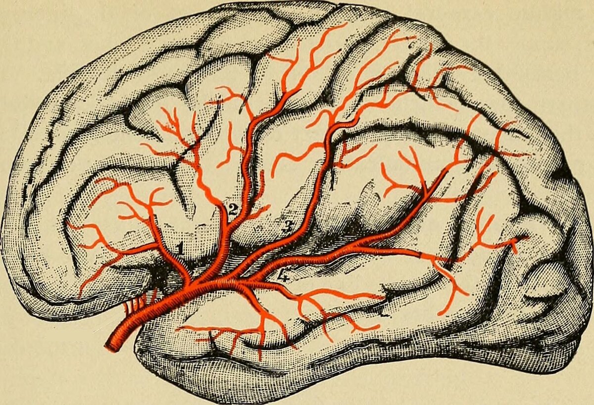 Вазогенный очаг больших полушарий. Сосудистая система мозга. Кровеносные сосуды мозга.