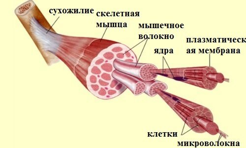 Строение мышц, может кому-нибудь интересно*