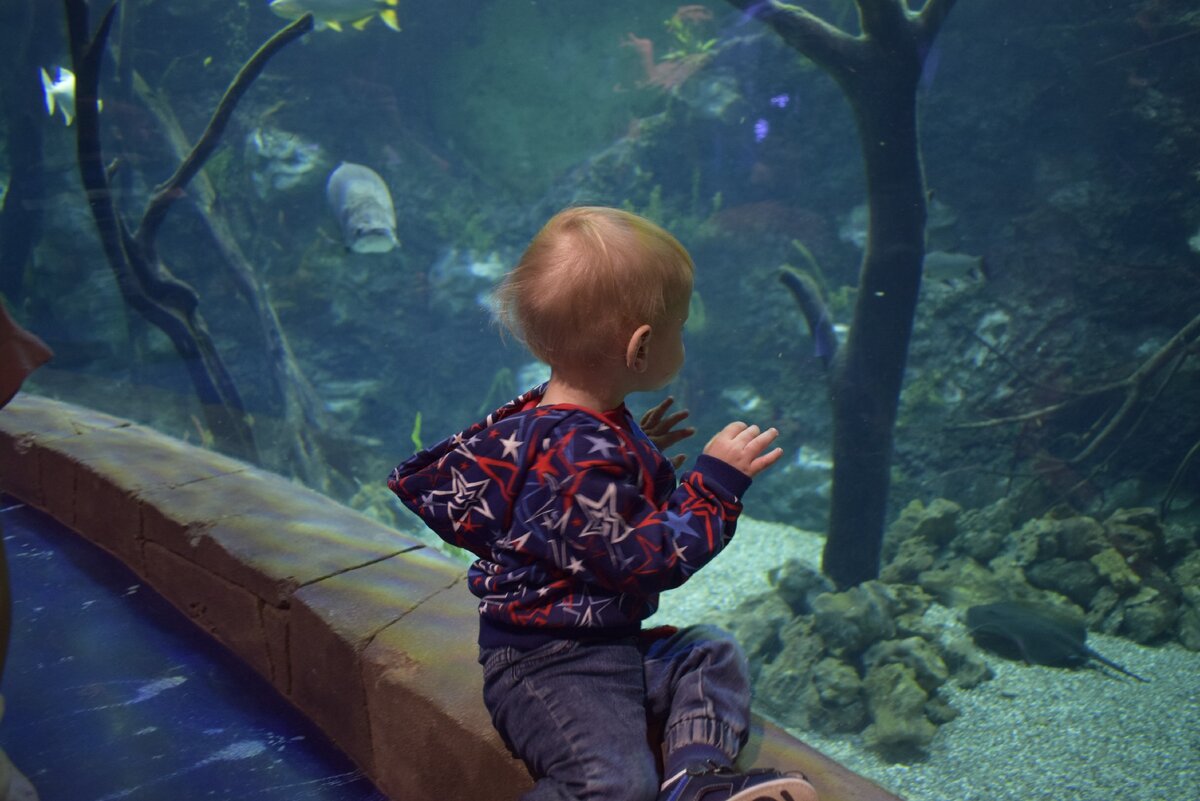 Первая наша поездка была  в океанариум на 3 часа в 1,3 года. Тогда сын получил массу впечатлений! Научился аккуратнее строить пирамидку и читать книги про рыб