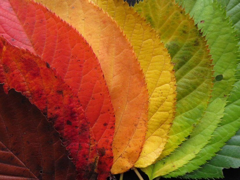 В данной статье мне хотелось бы объяснить зачем и почему листья меняют цвет перед зимой.  Каким образом происходит этот процесс и почему цвет листьев становится именно желтым или красным.
