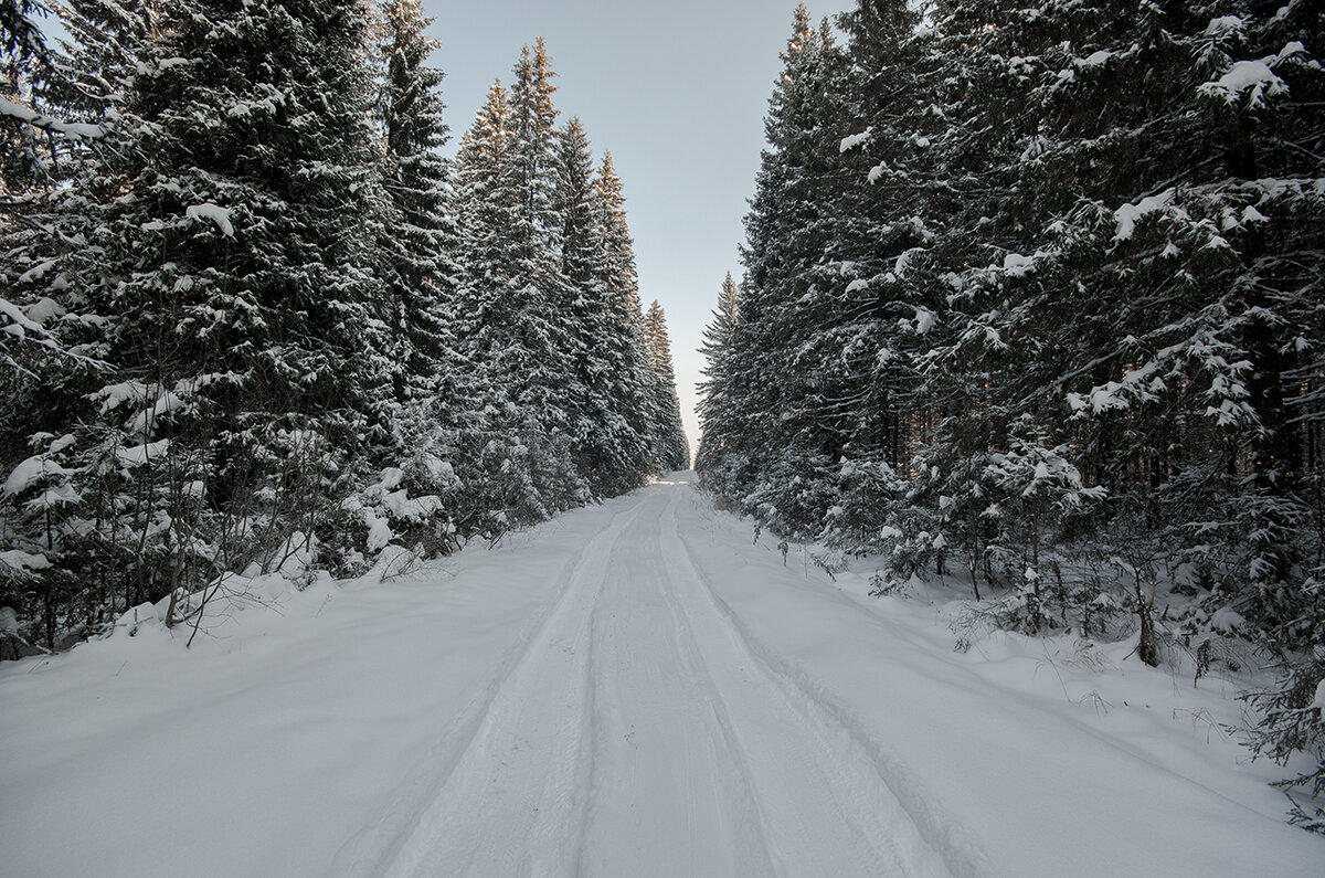 Первый снег в лесу.