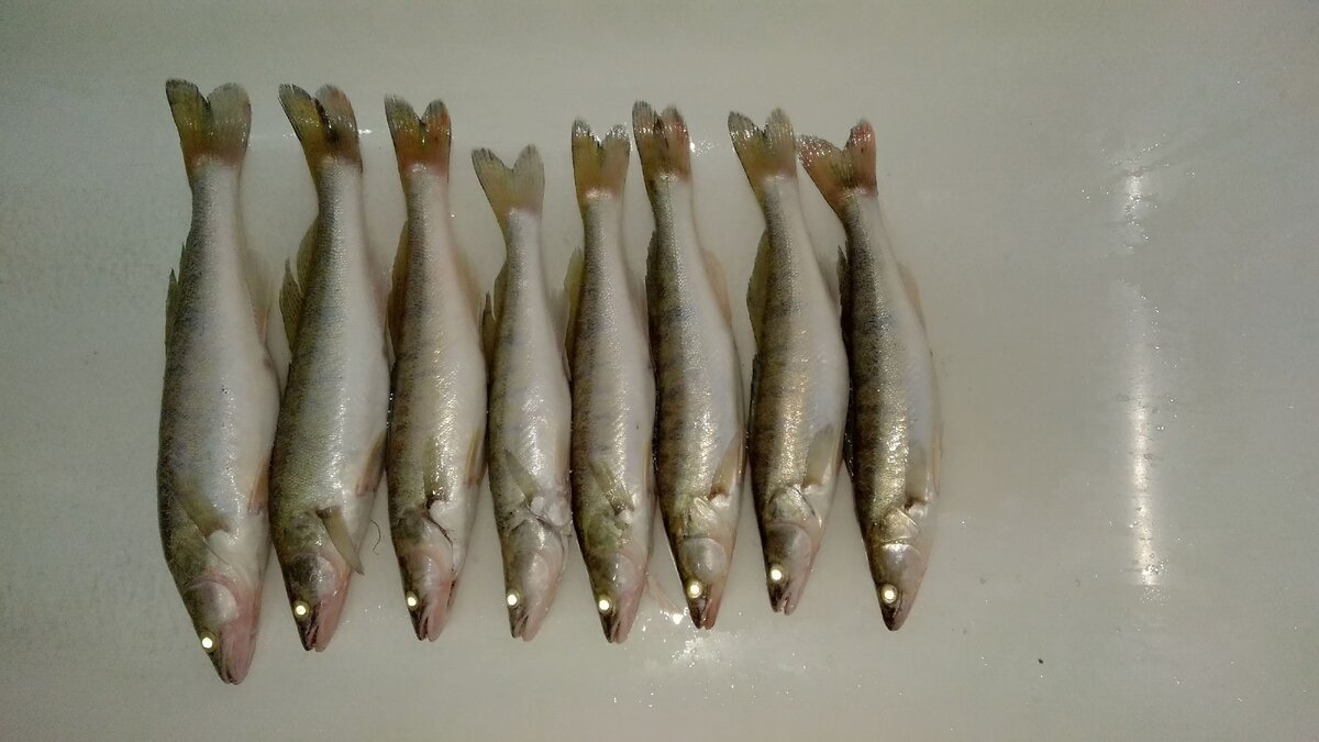 После ночной рыбалки...