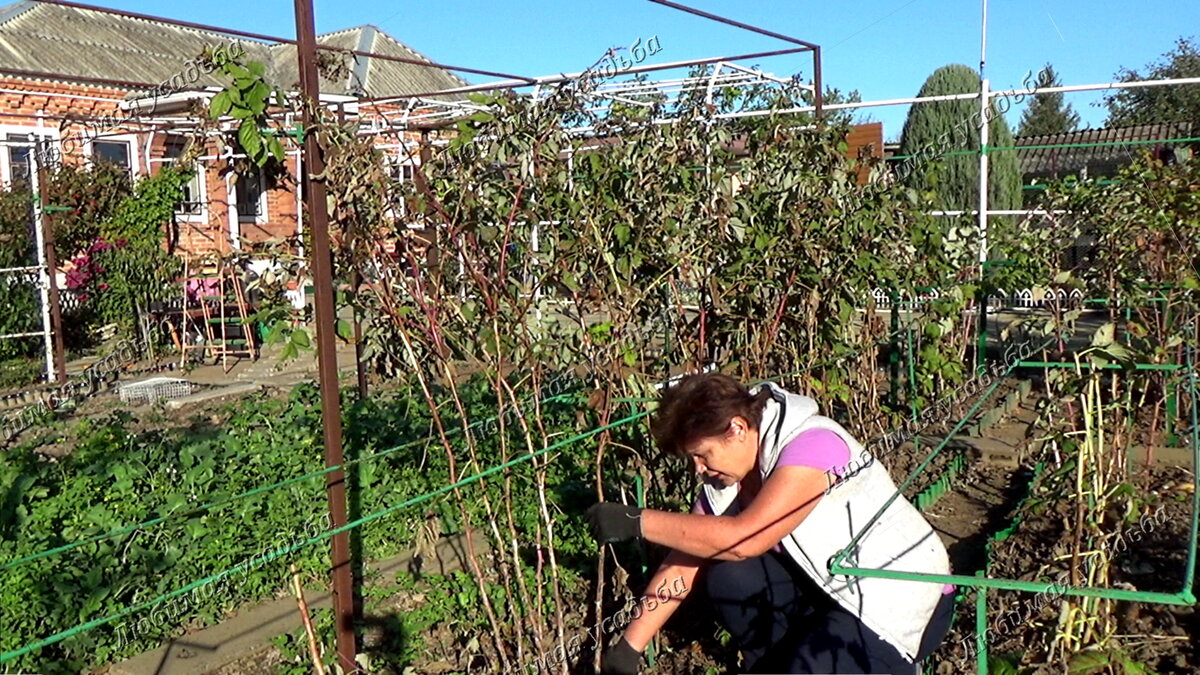 Обрезаюмалину в середине ноября ( Краснодарский край)