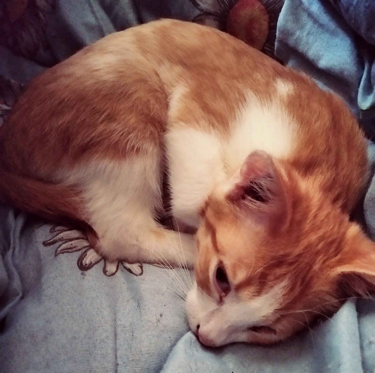 очень вялый котенок