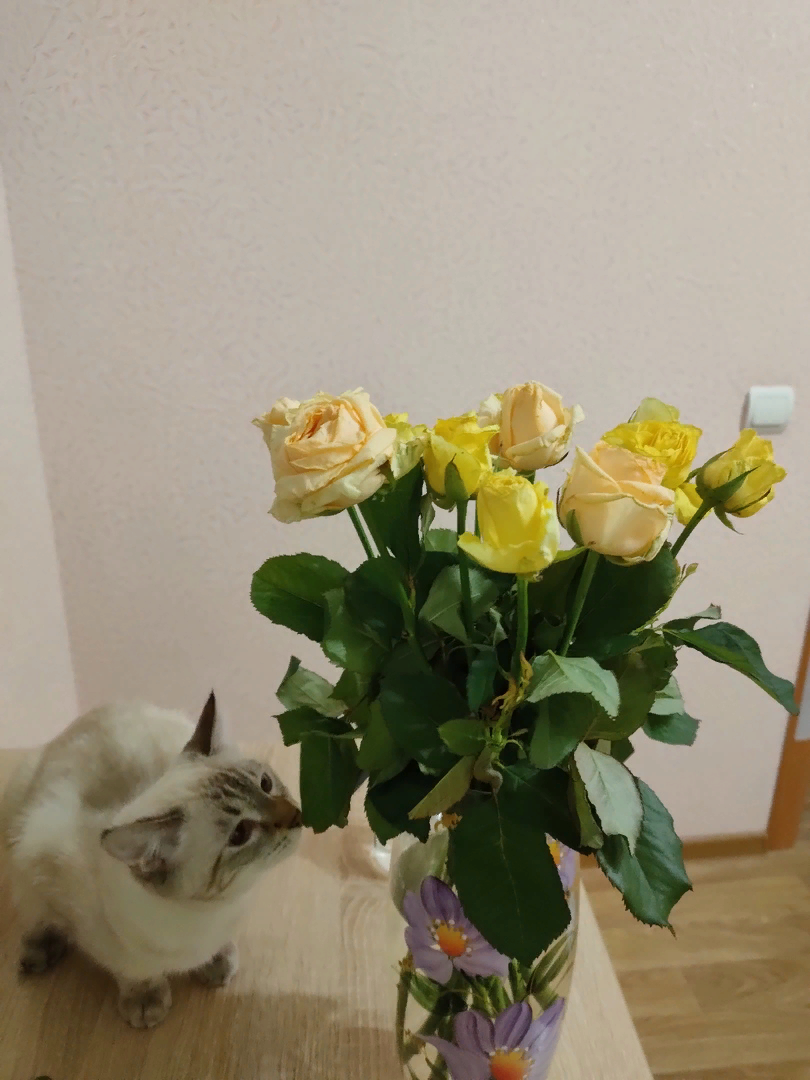 "Какова же красота на вкус..."