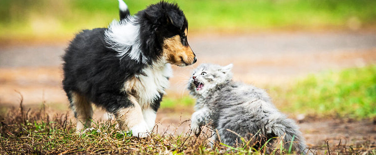 взято из интернета.