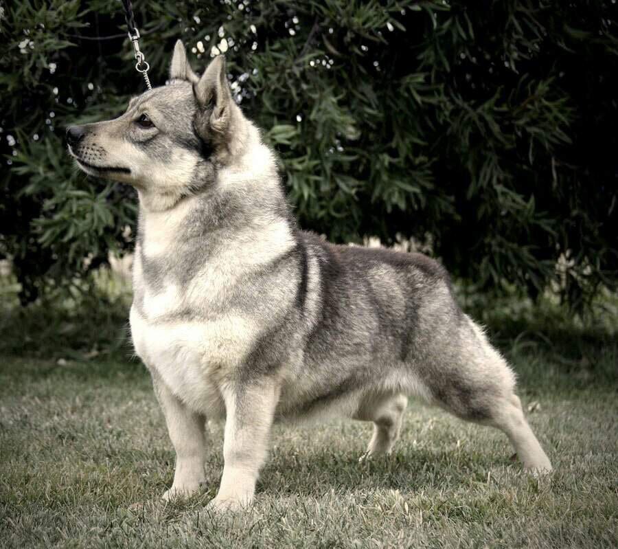 Собака викингов - шведский вальхунд | Наталия Будур | Дзен