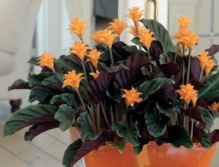 Калатея Шафранная (Calathea crocata)