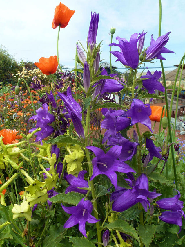 Campanula latifolia 'Brantwood'