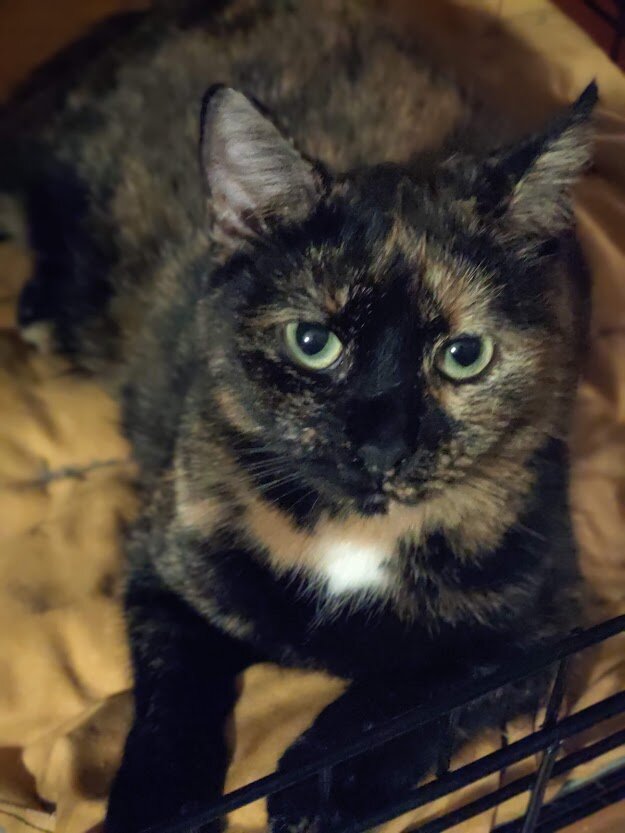 Жульетта - красавица