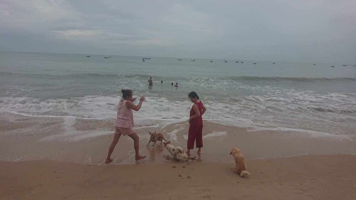 Веселые игры с собаками заменяет легкое кардио