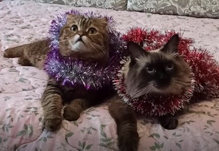 Коты-зрители