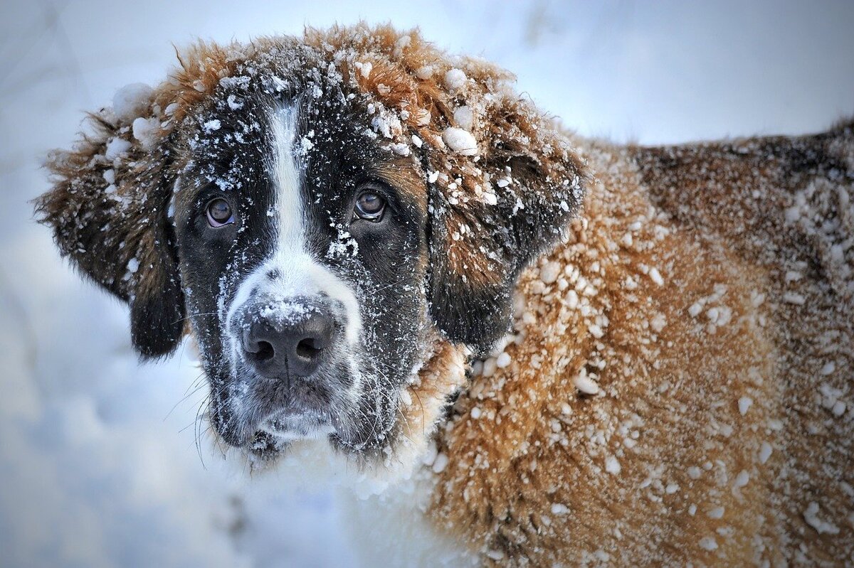 Фото: pixabay.com