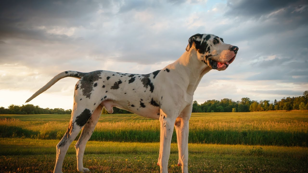 Крупная собака 3. Датский дог датский дог датский. Great Dane собака. Королевский дог. Датский дог Гибсон.