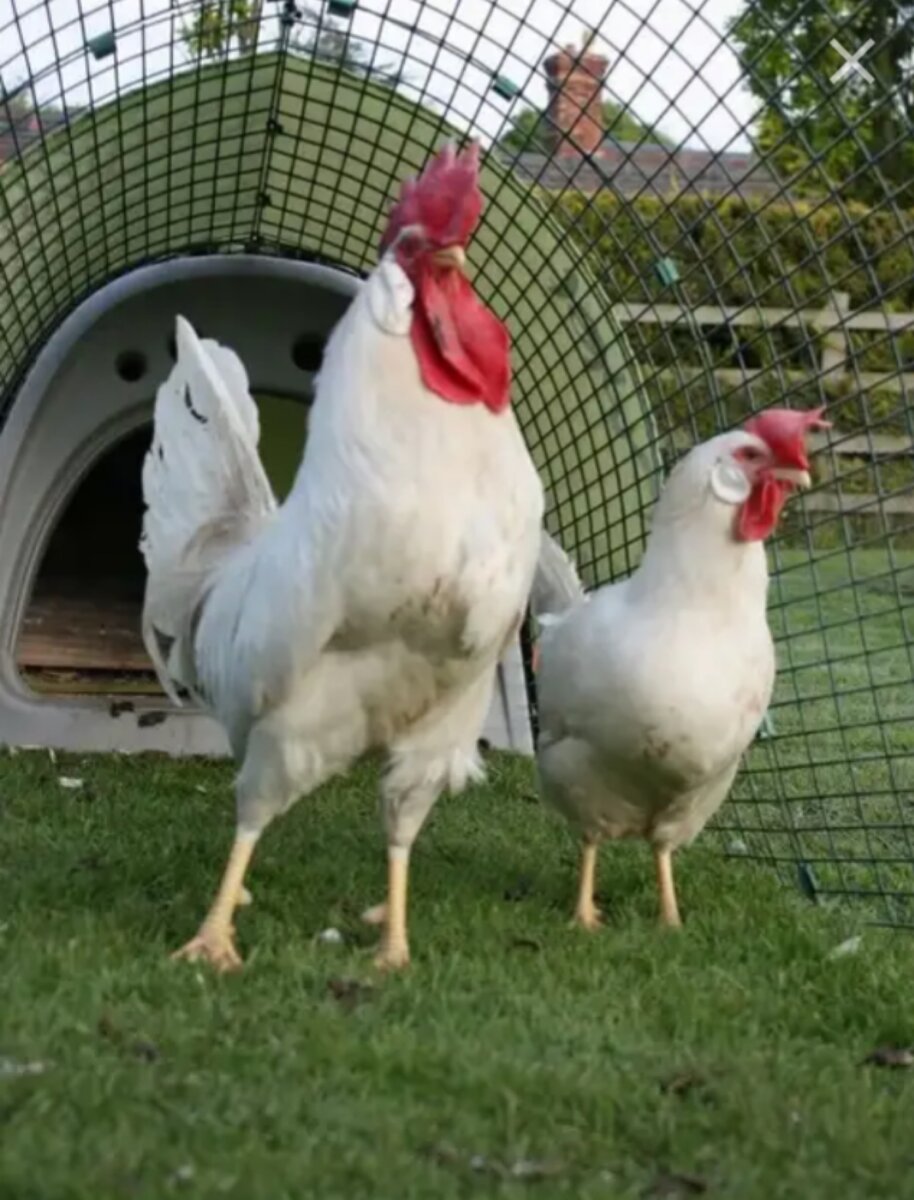 Леггорн белый