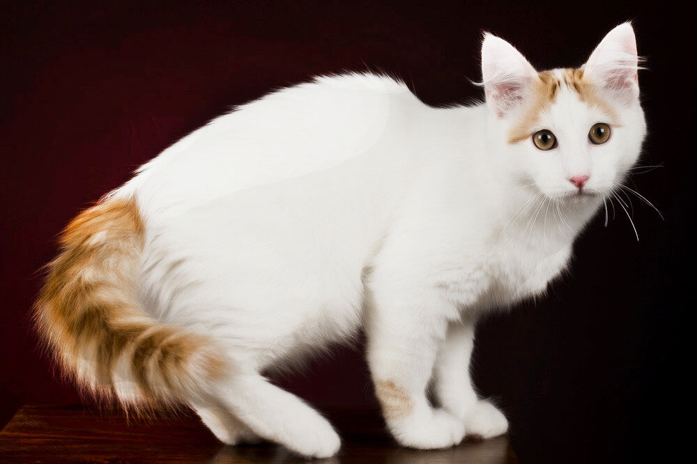 Турецкий ван