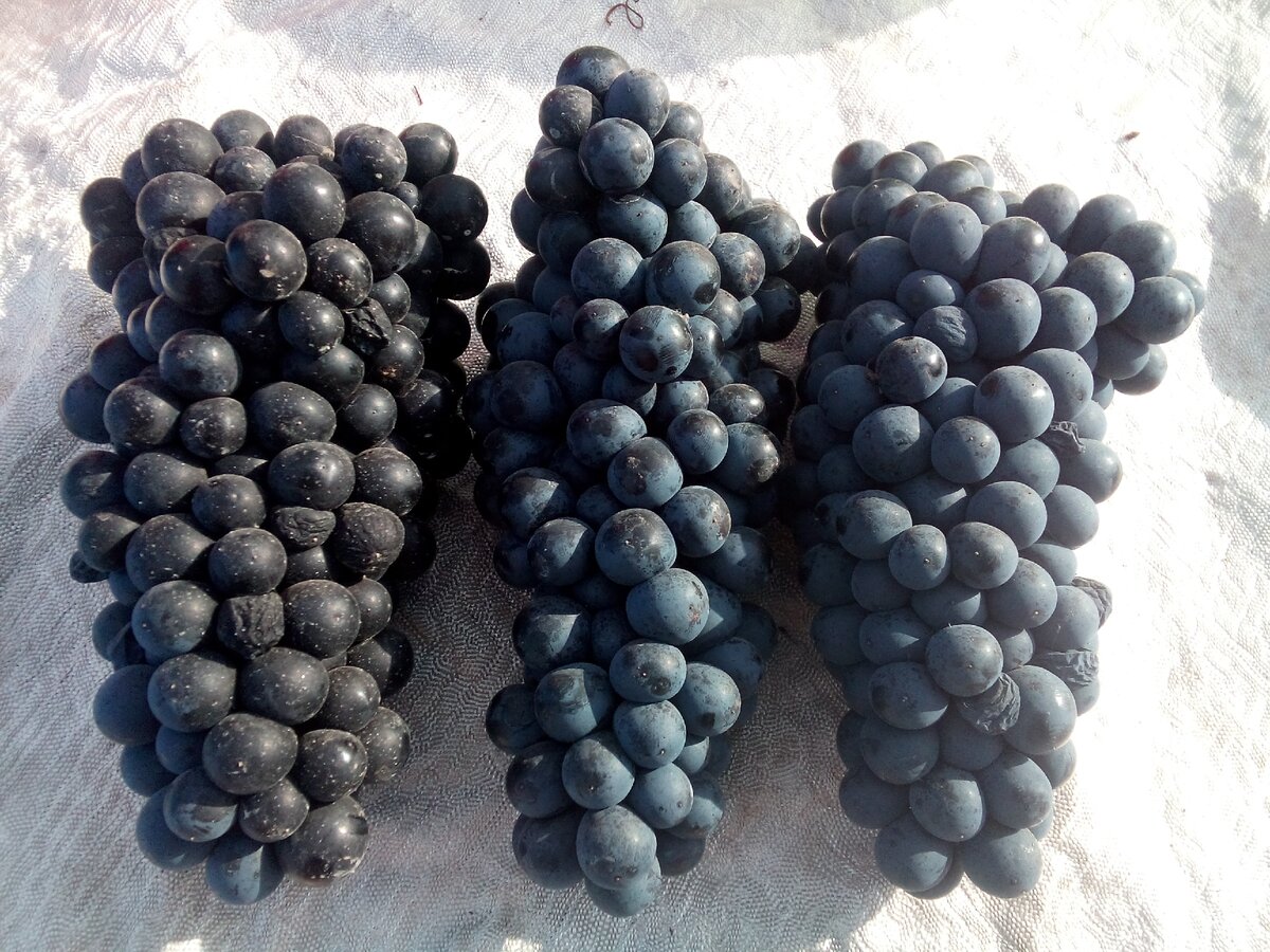 сорт винограда цимлянский черный фото