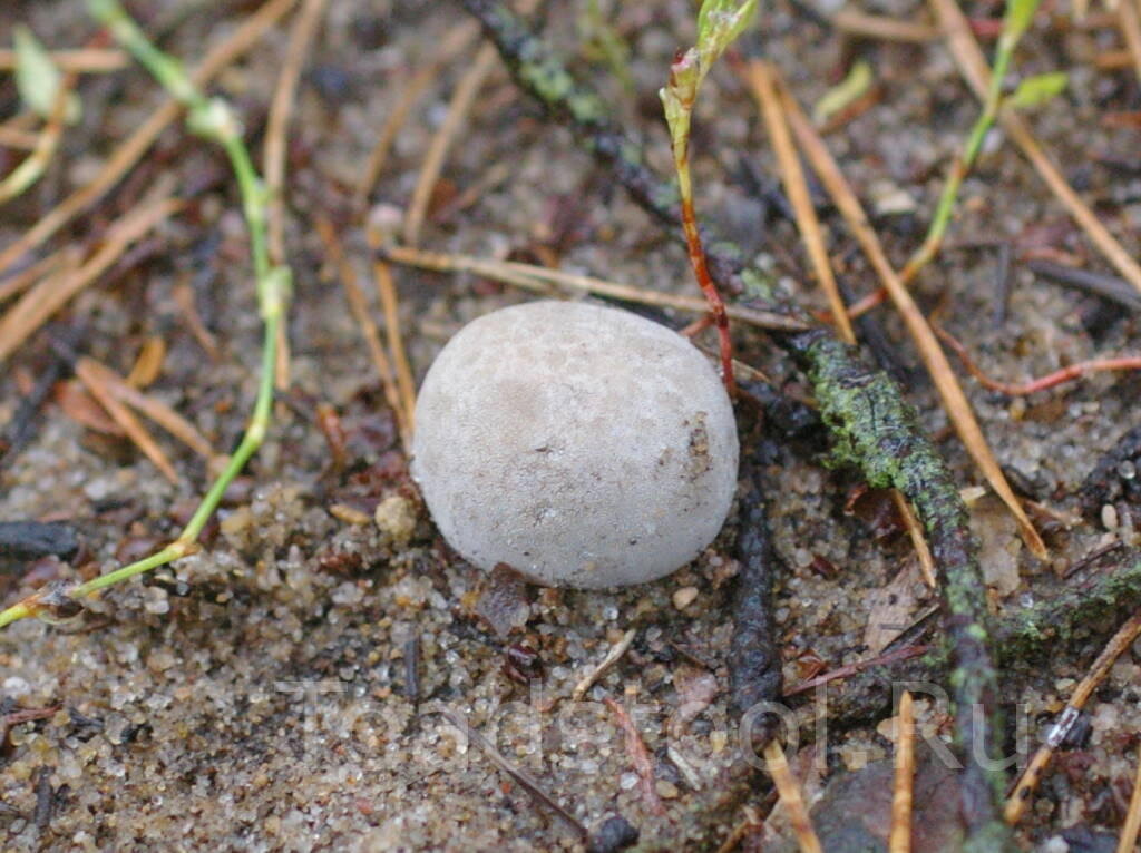 Мелкие совсем - на одну понюшку (фото И.Лебединского)
