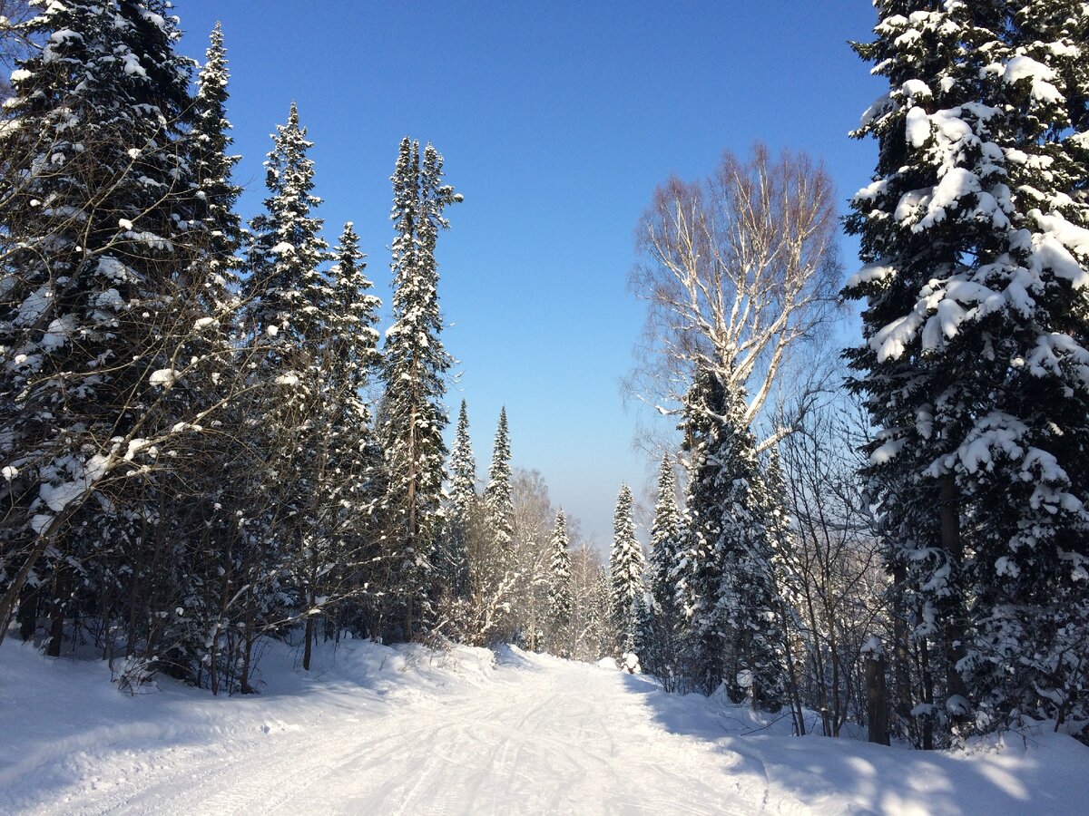 Красота зимнего леса в ясный день. Фото автора