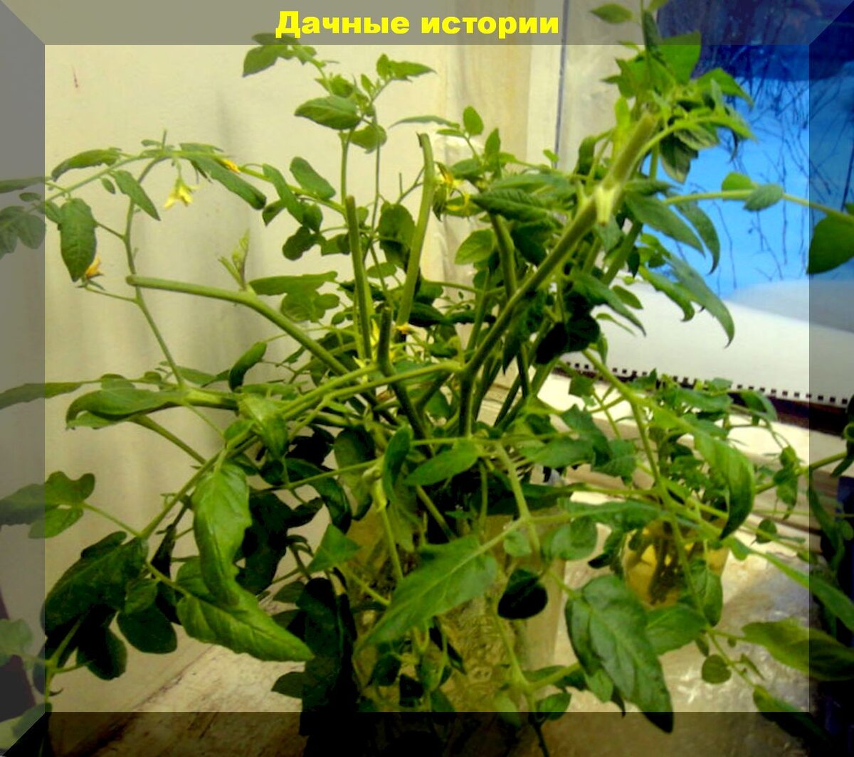 Увеличение количества рассады в краткие сроки