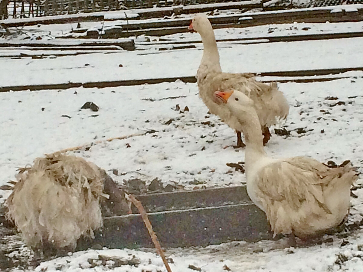 Гуси породы Севастопольские кучерявые. Фото автора