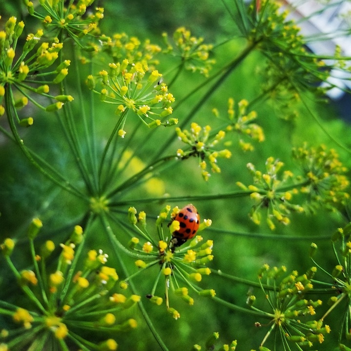 фото с pixabay.com