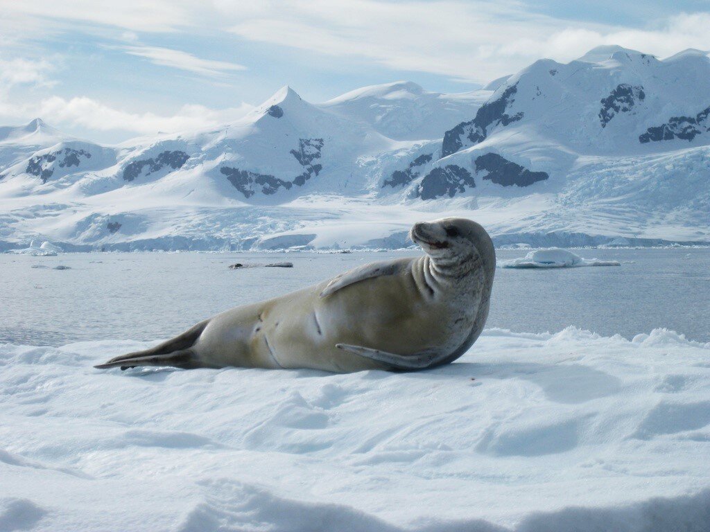 Тюлень-крабоед, который питается вовсе не крабами | PetZona - канал о  животных | Дзен