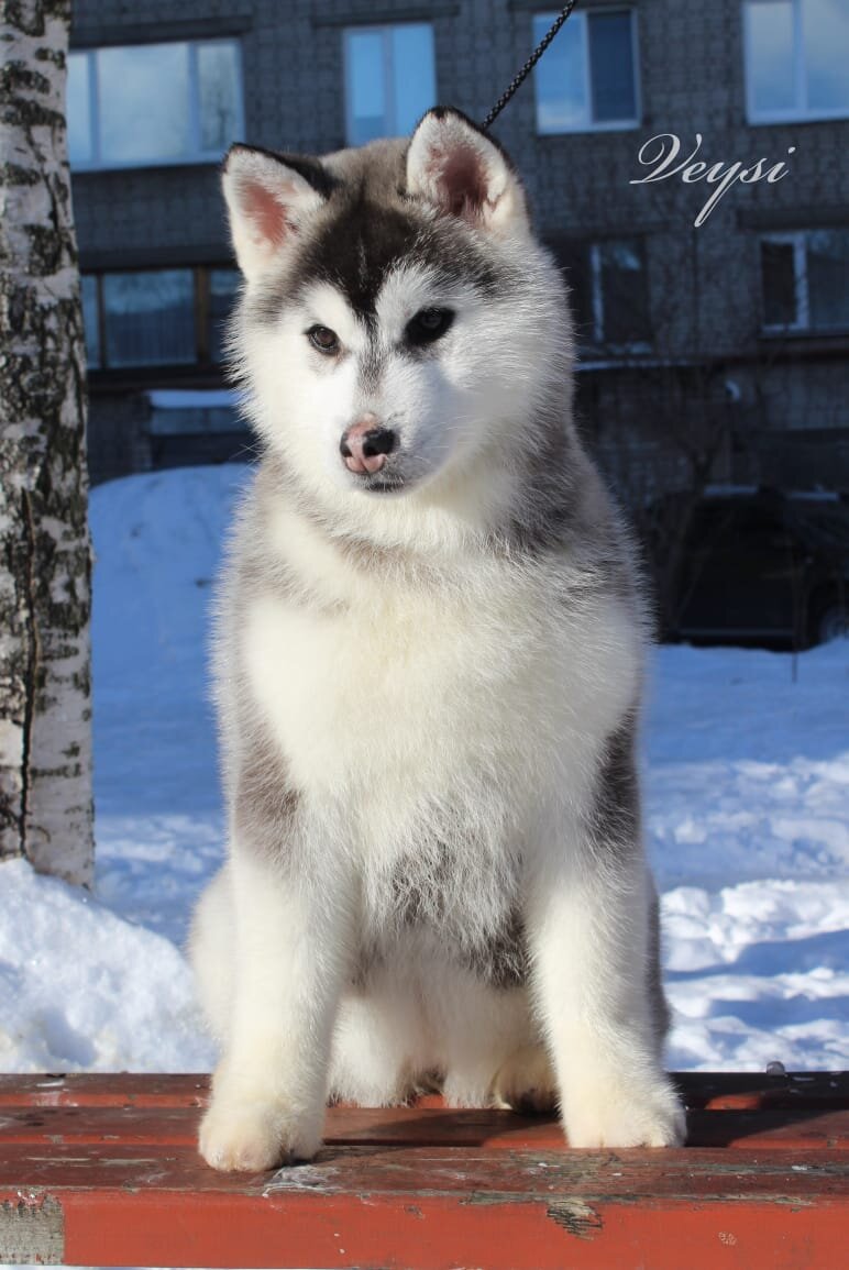 Очень многие хотят вот такого щенка за 5 т.р.