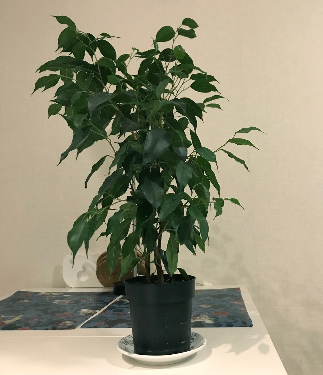 По фото горшок кажется больше, чем на самом деле