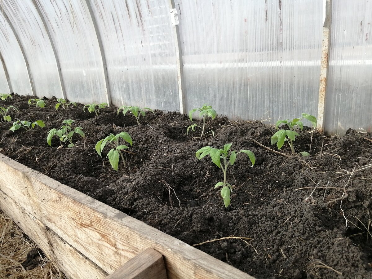 Моя рассада в этом году уже в теплице