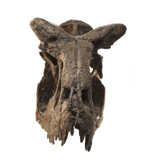 Именно рога являются причиной для такого наименования животного. Карнотавр означает плотоядный бык. 