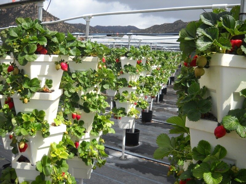 Такая грядка не занимает много места, а при выборе подходящего материала ещё и выглядеть будет современно. (Фото используется по стандартной лицензии ©hozvopros.com)