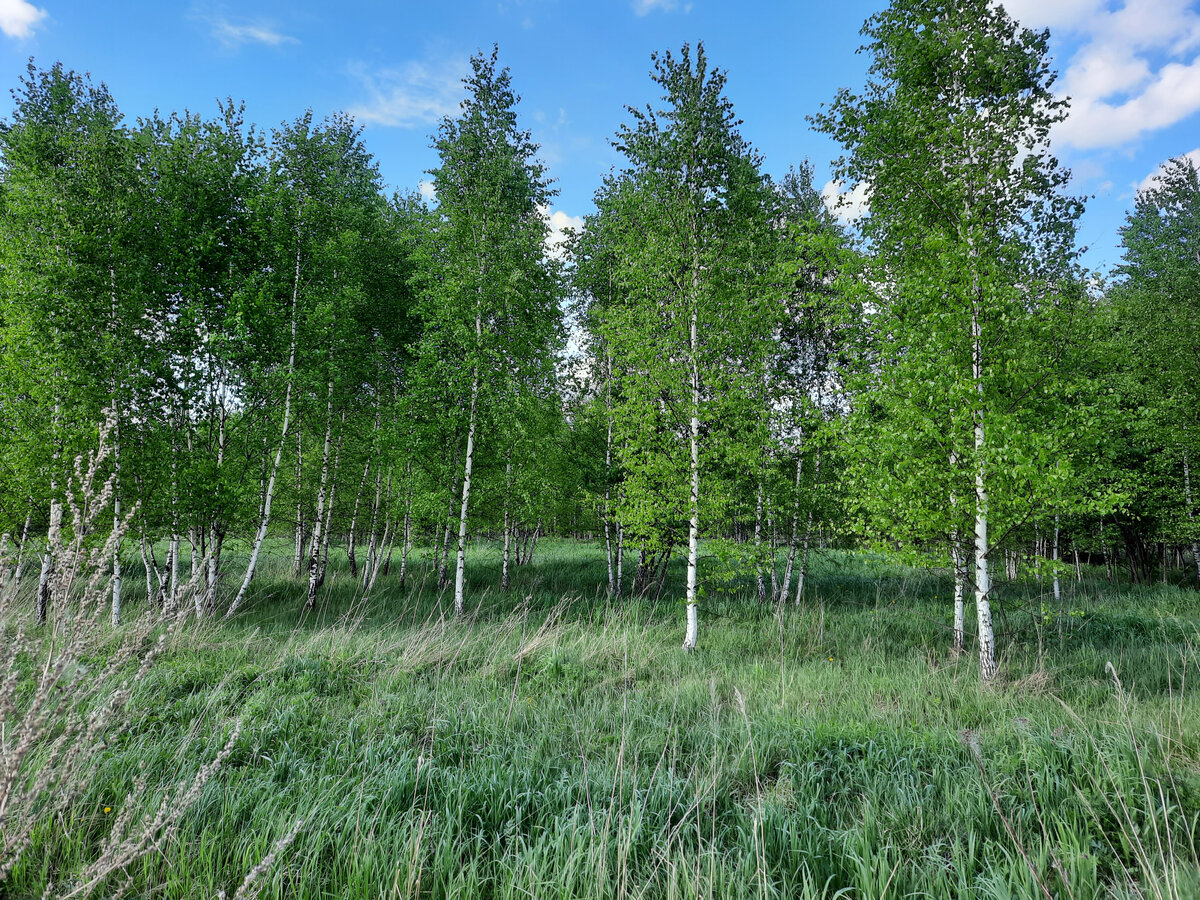 Великолепие русской природы.
Фото автора