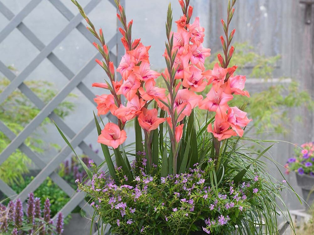 Фото: mirrorgardenoffers.co.uk